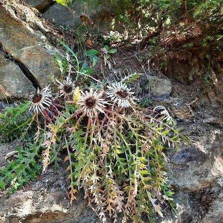 Bergluft - Haus Lerchegger