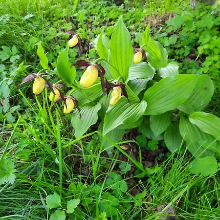 Bergluft - Haus Lerchegger