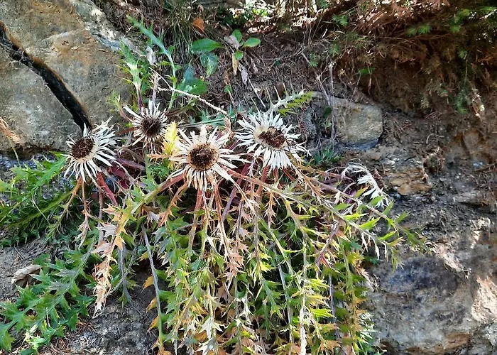 Bergluft - Haus Lerchegger