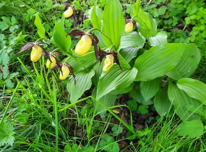 Bergluft - Haus Lerchegger